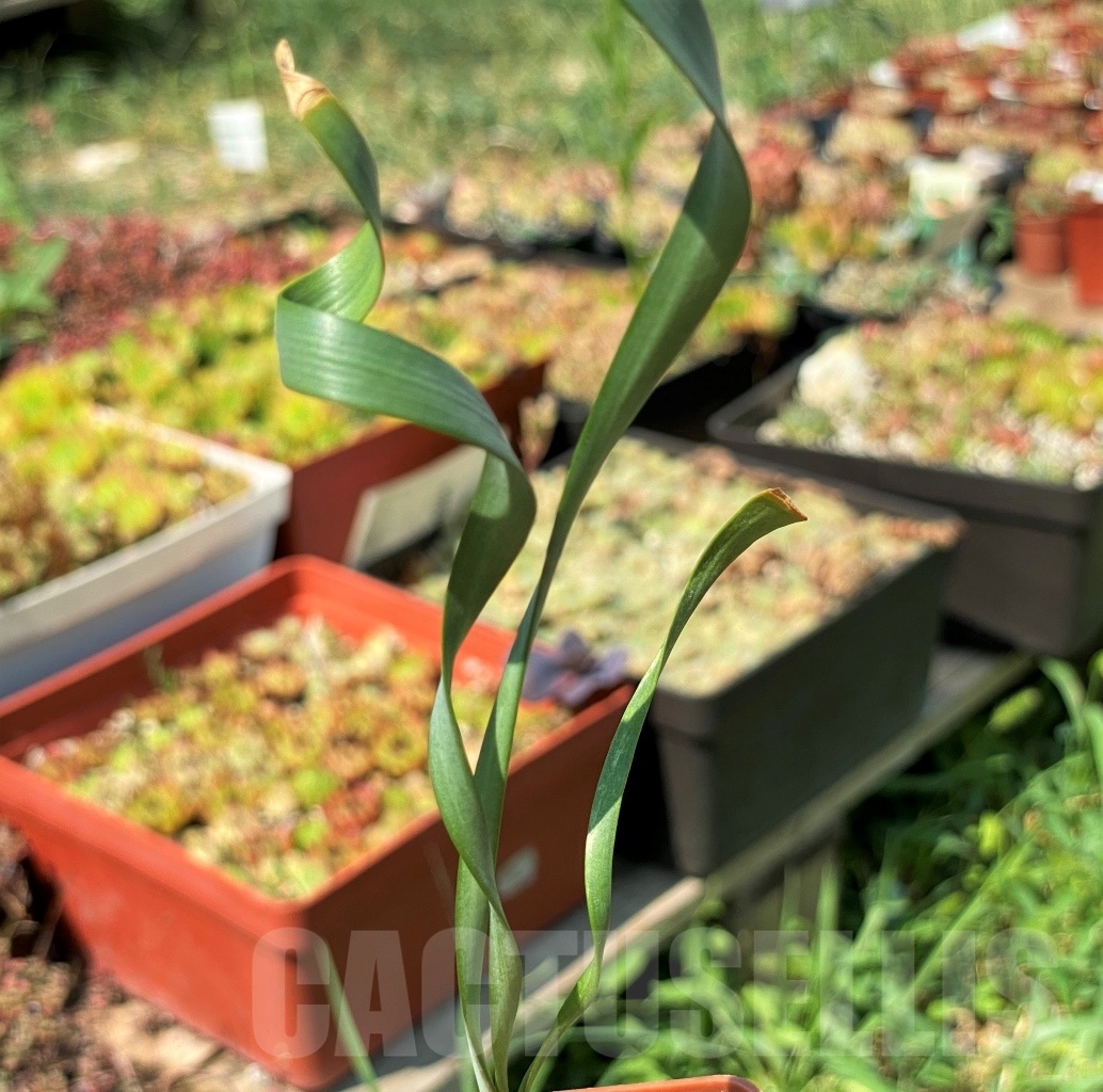 SHPR12607 Cyrtanthus spiralis - Image 3