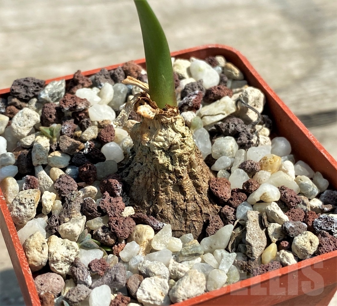 SHPR12608 Cyrtanthus spiralis - Obrázek 2