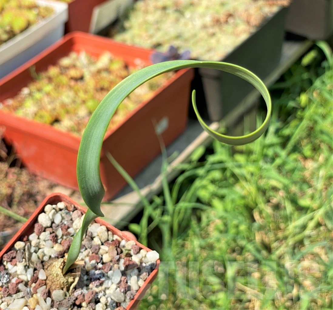 SHPR12608 Cyrtanthus spiralis