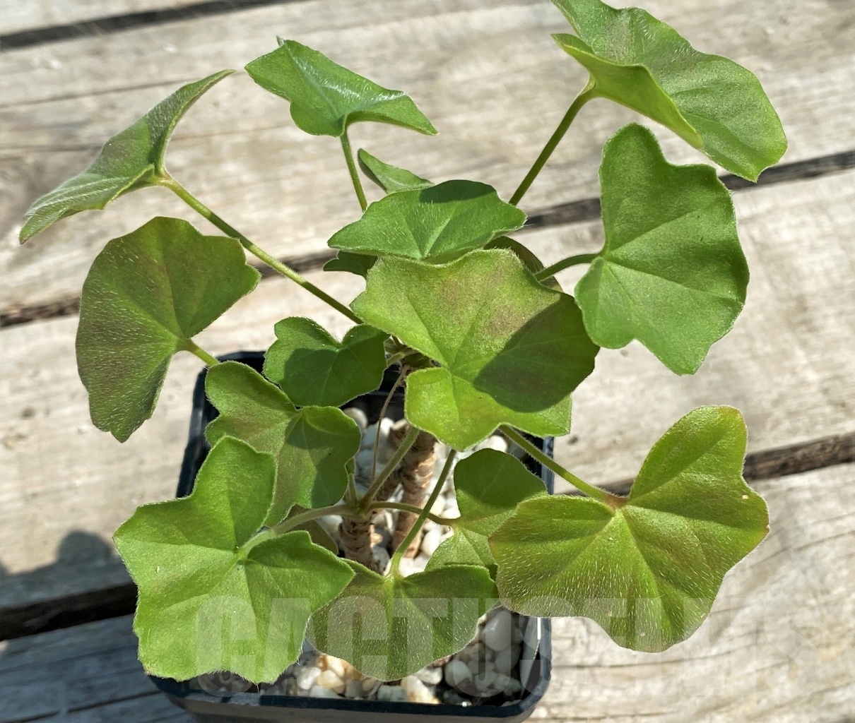 SHPR12609 Pelargonium tongaense