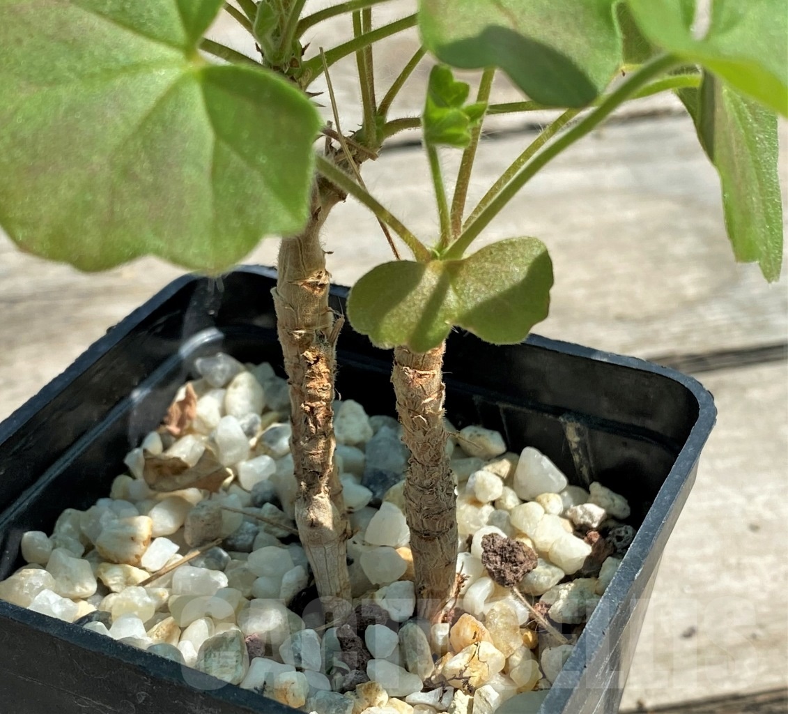 SHPR12609 Pelargonium tongaense - Image 2