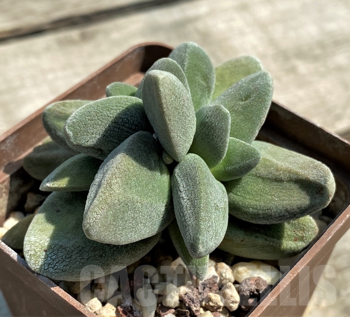 SHPR12610 Crassula tecta - 画像 (2)