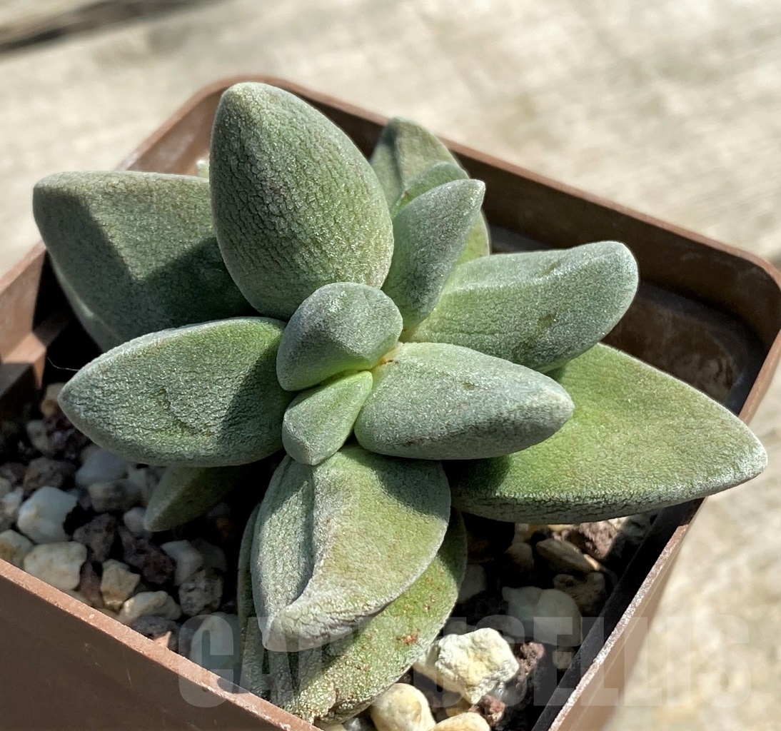 SHPR12610 Crassula tecta