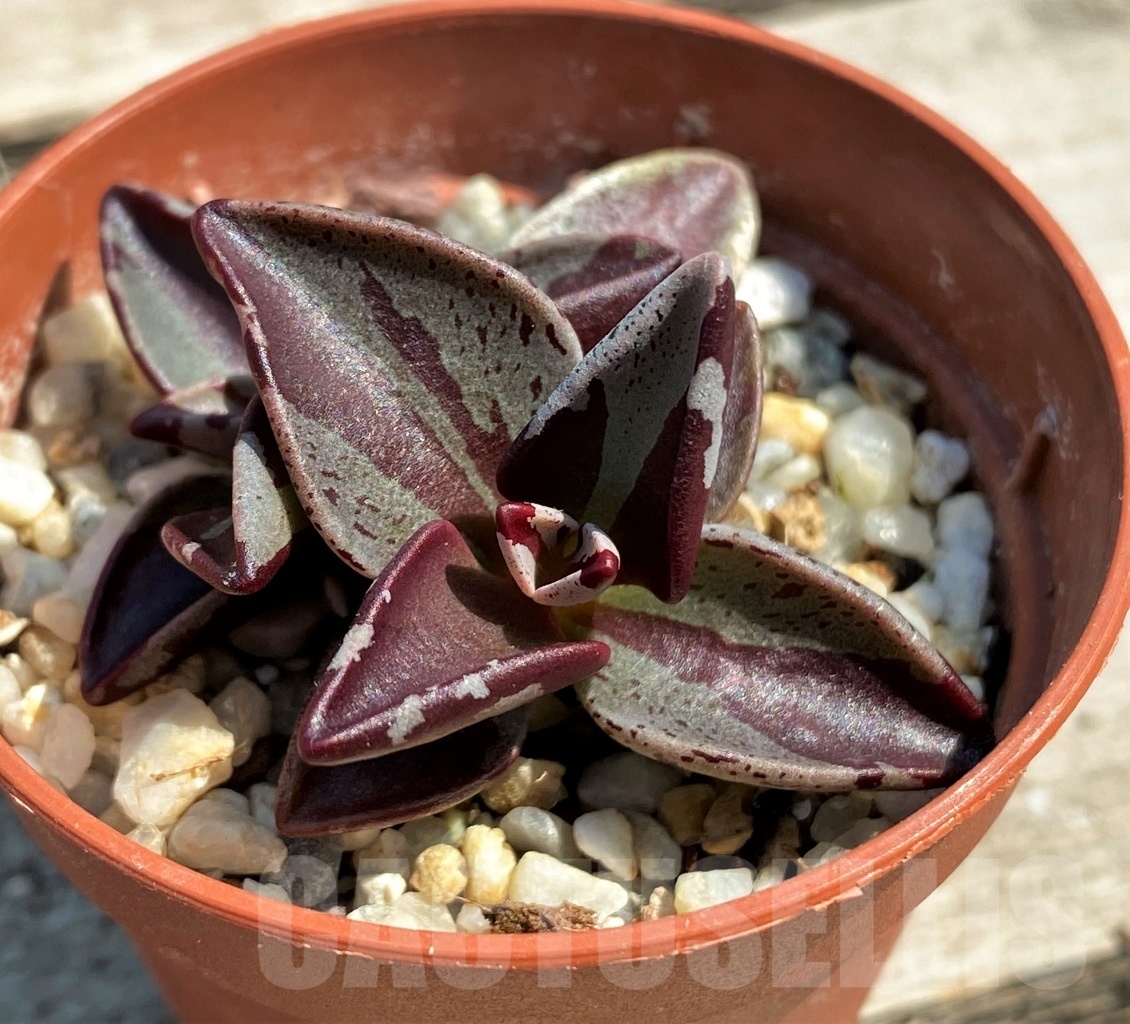 SHPR12611 Lenophyllum guttatum f. variegata