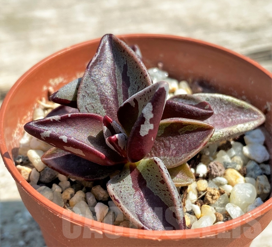 SHPR12611 Lenophyllum guttatum f. variegata - Image 2