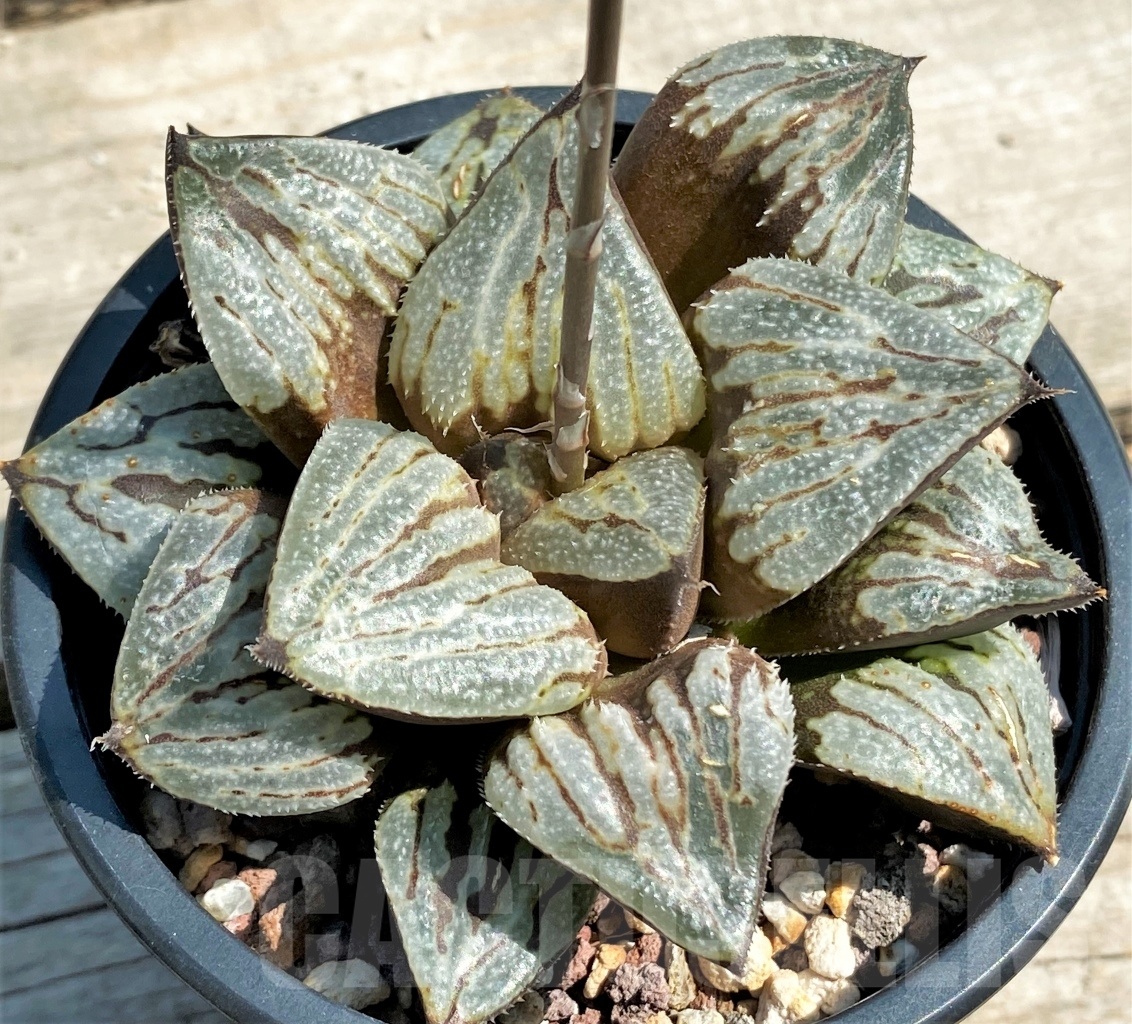 SHPR12612 Haworthia picta 'Kyo-no-Koi'
