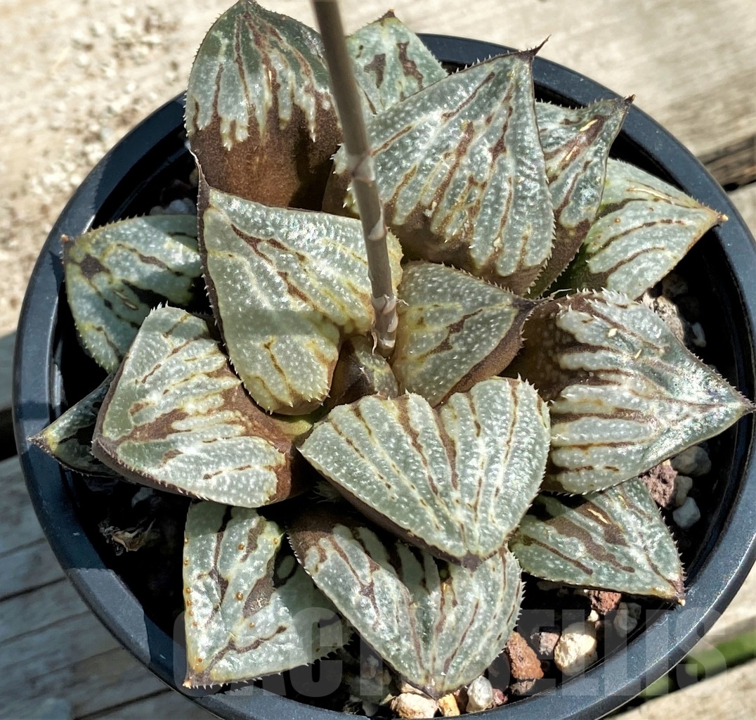 SHPR12612 Haworthia picta 'Kyo-no-Koi' - Image 2