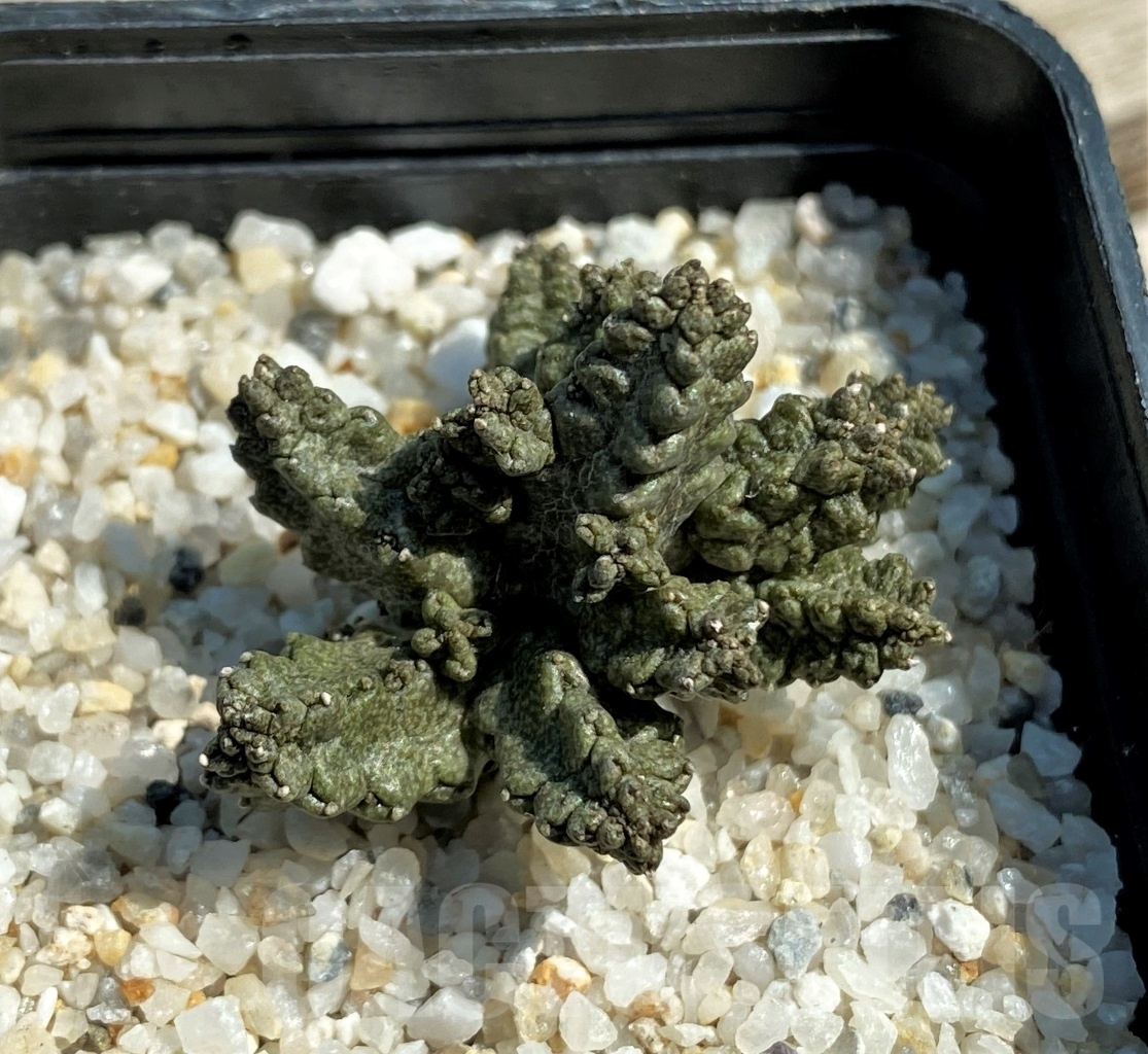 SHPR12614 Pseudolithos mccoyi - Image 2