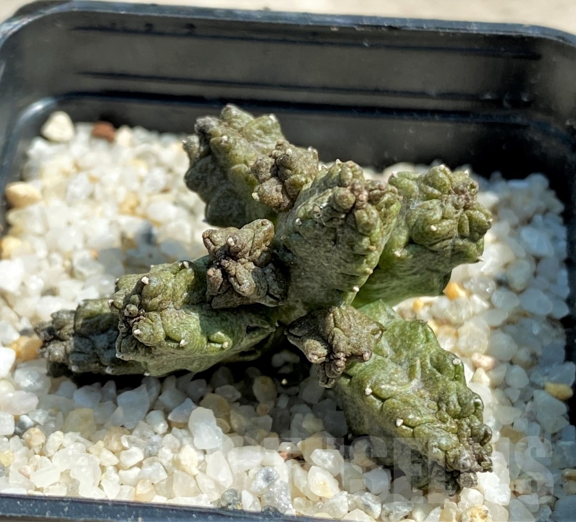 SHPR12615 Pseudolithos mccoyi - Image 2