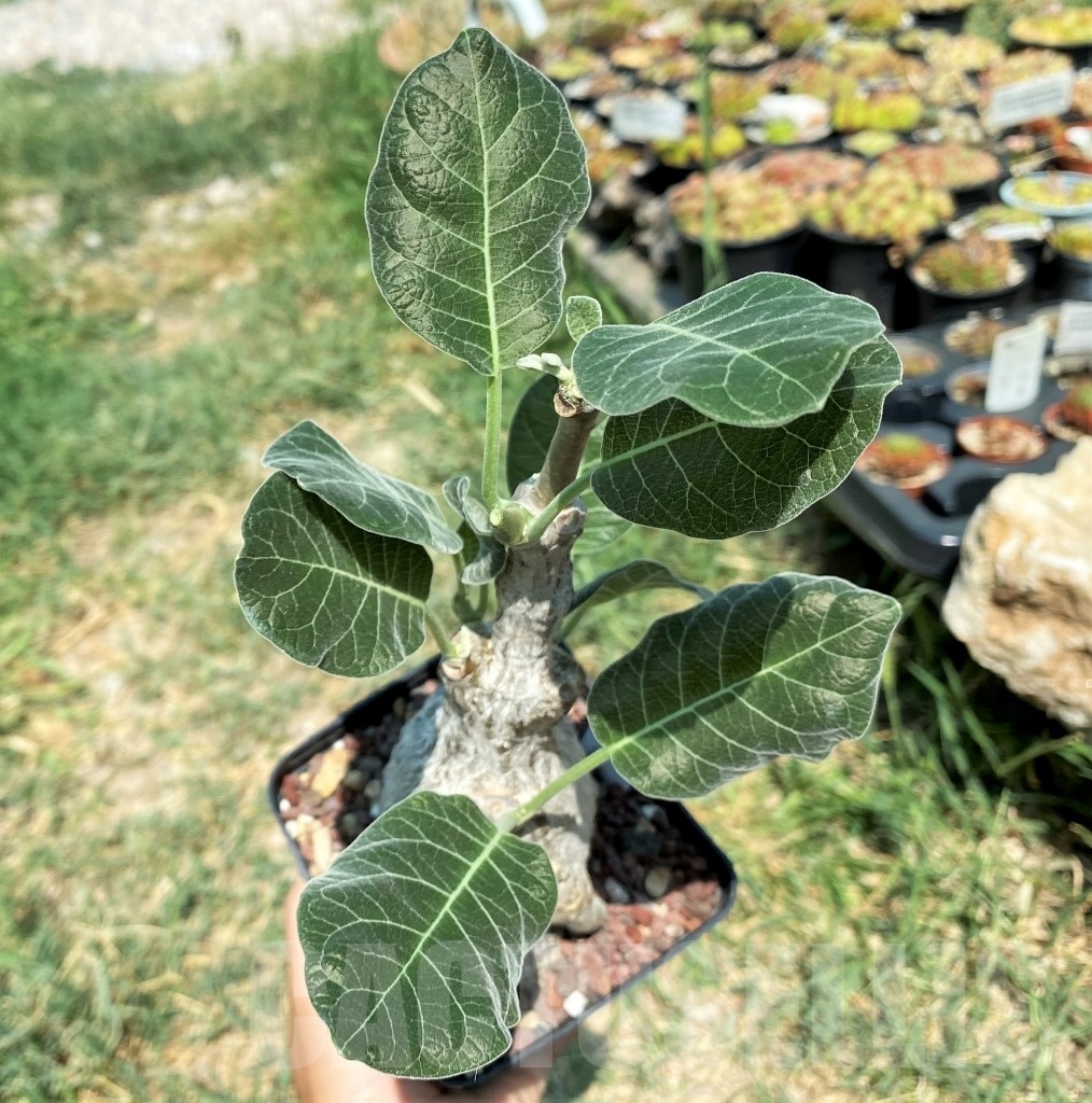 SHPR9891 Fockea multiflora ES 20248 - Зображення 2