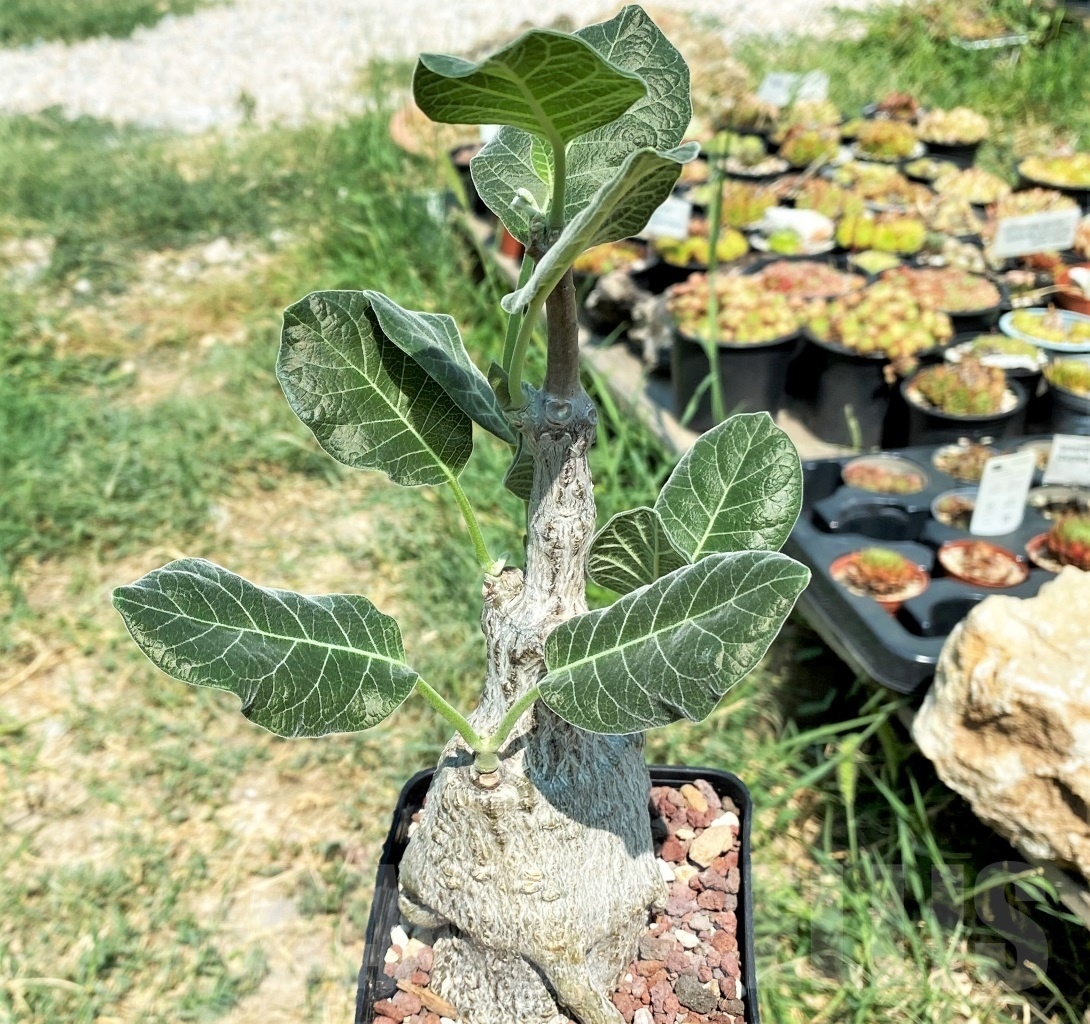 SHPR9891 Fockea multiflora ES 20248