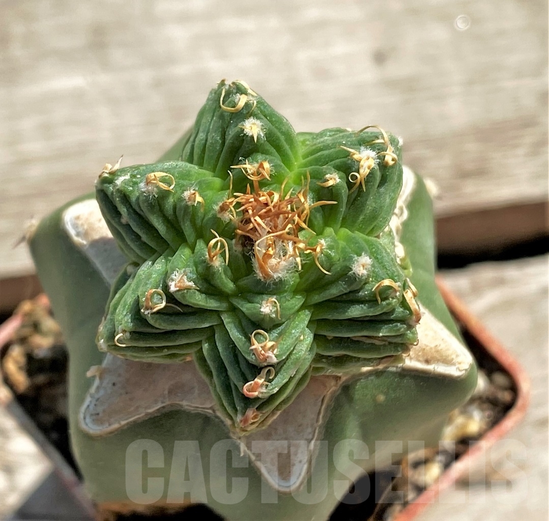 SHPR12617 Aztekium valdezii, grafted - immagine 2