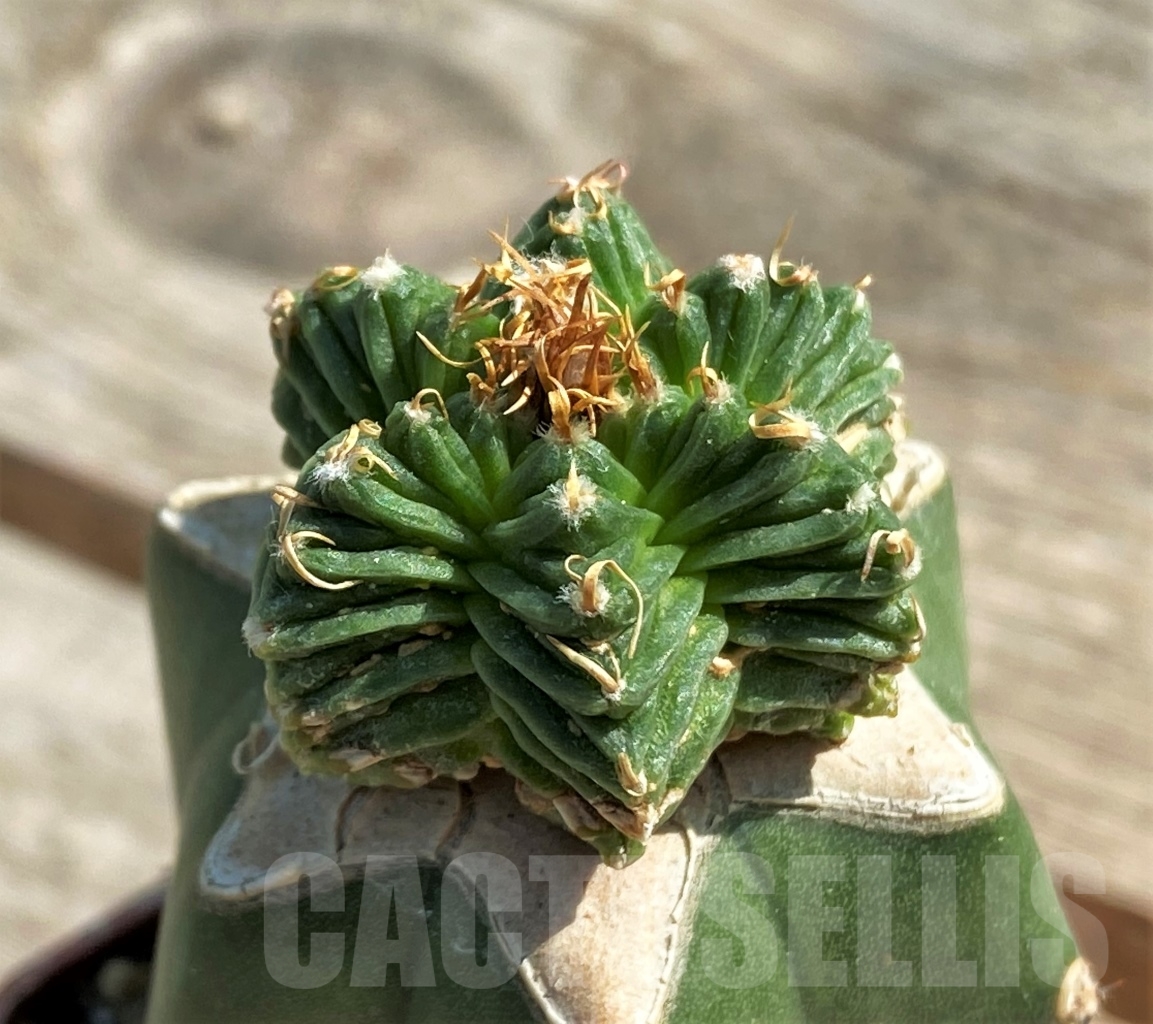 SHPR12617 Aztekium valdezii, grafted
