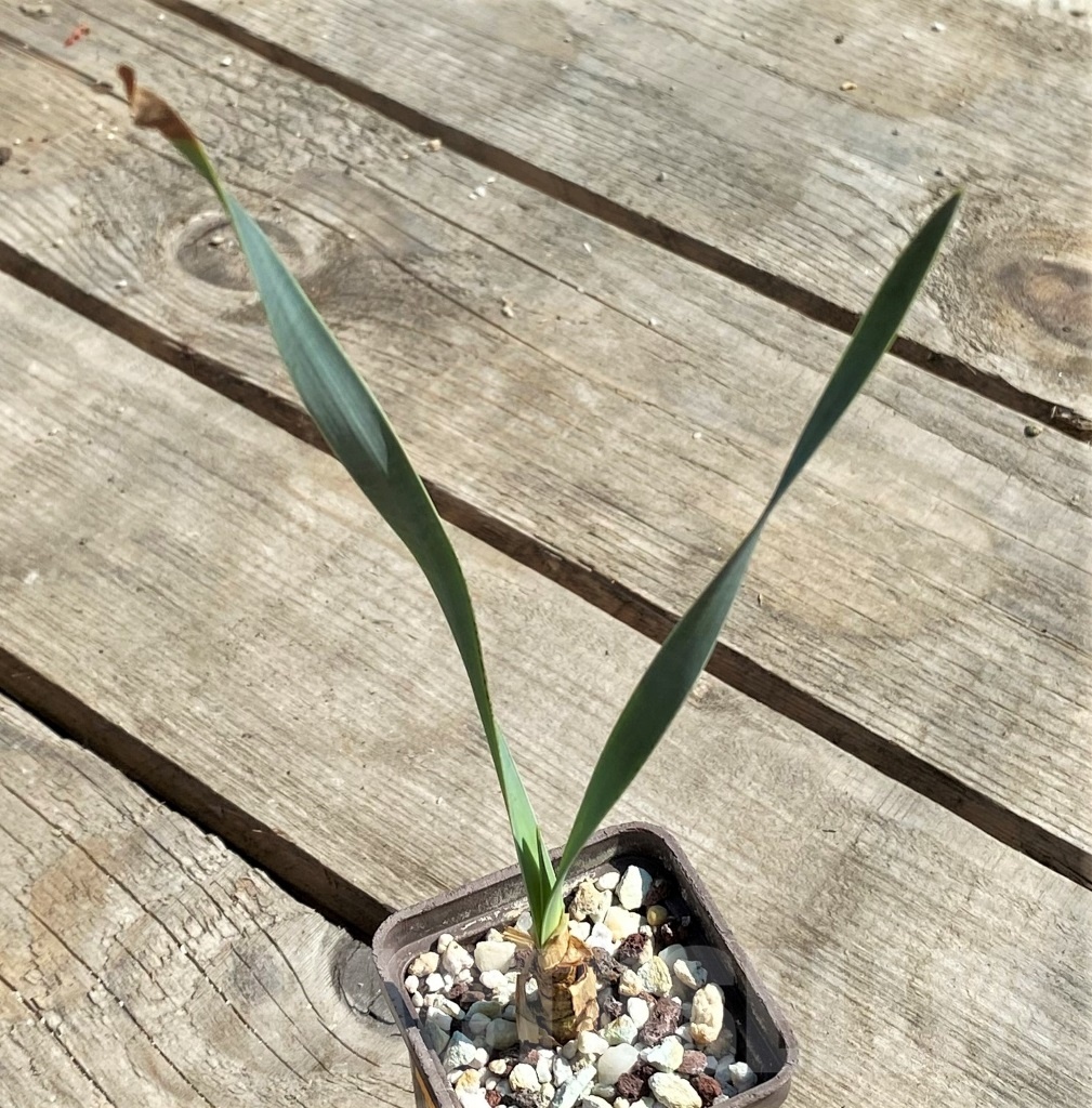 SHPR12618 Cyrtanthus spiralis