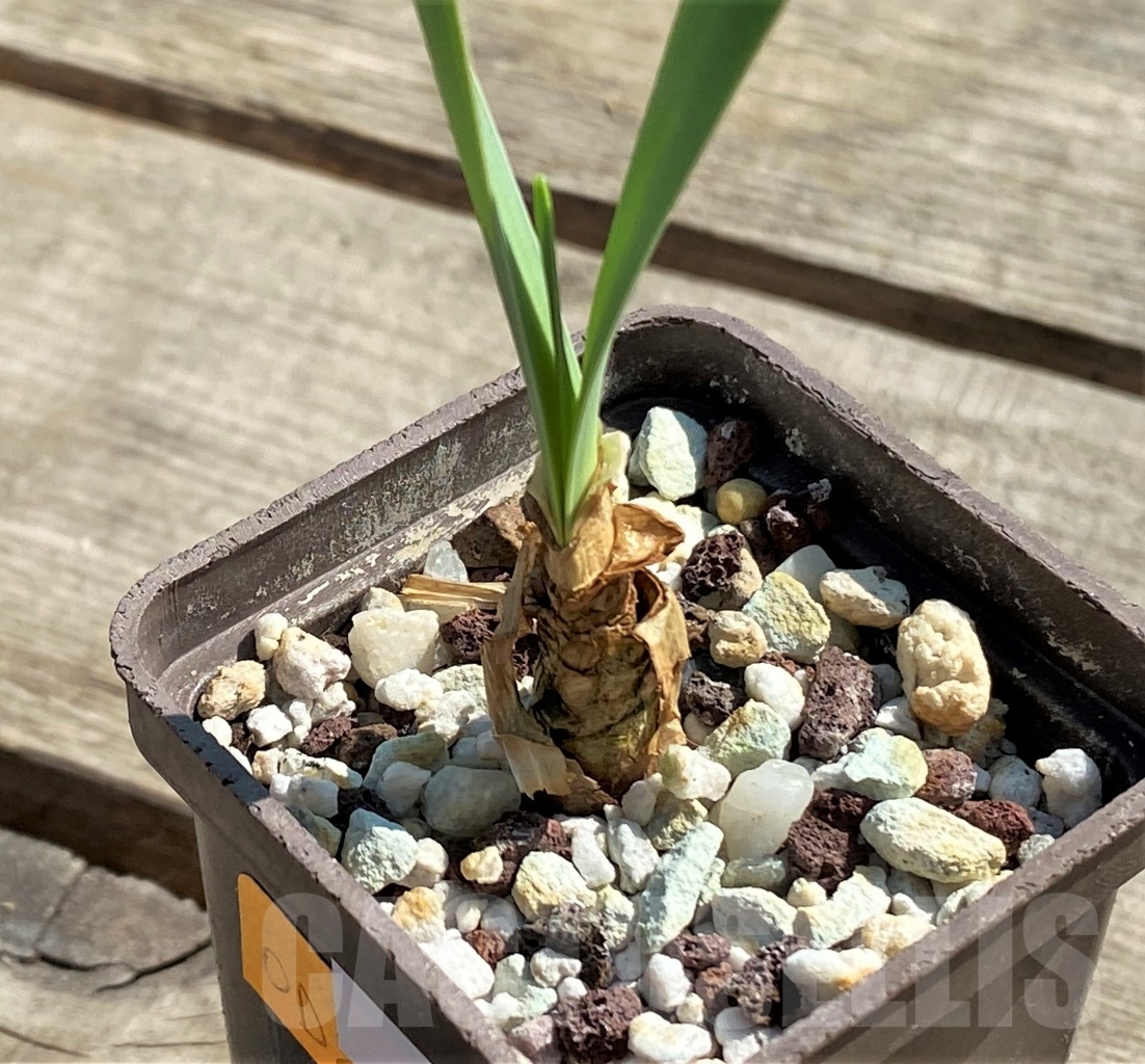 SHPR12618 Cyrtanthus spiralis - Image 2