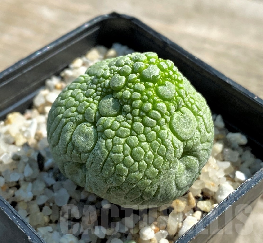 SHPR12620 Pseudolithos migiurtinus