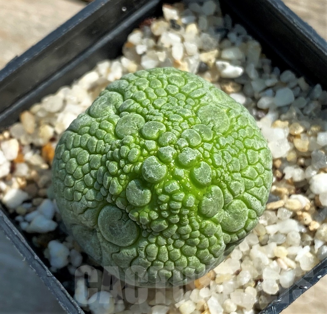 SHPR12620 Pseudolithos migiurtinus - Image 2