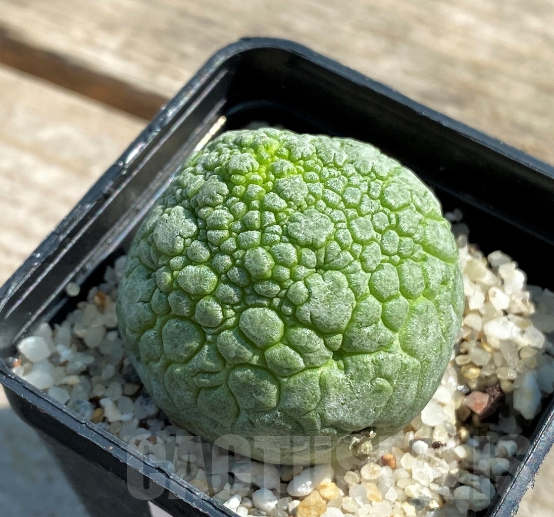SHPR12621 Pseudolithos migiurtinus - 画像 (2)