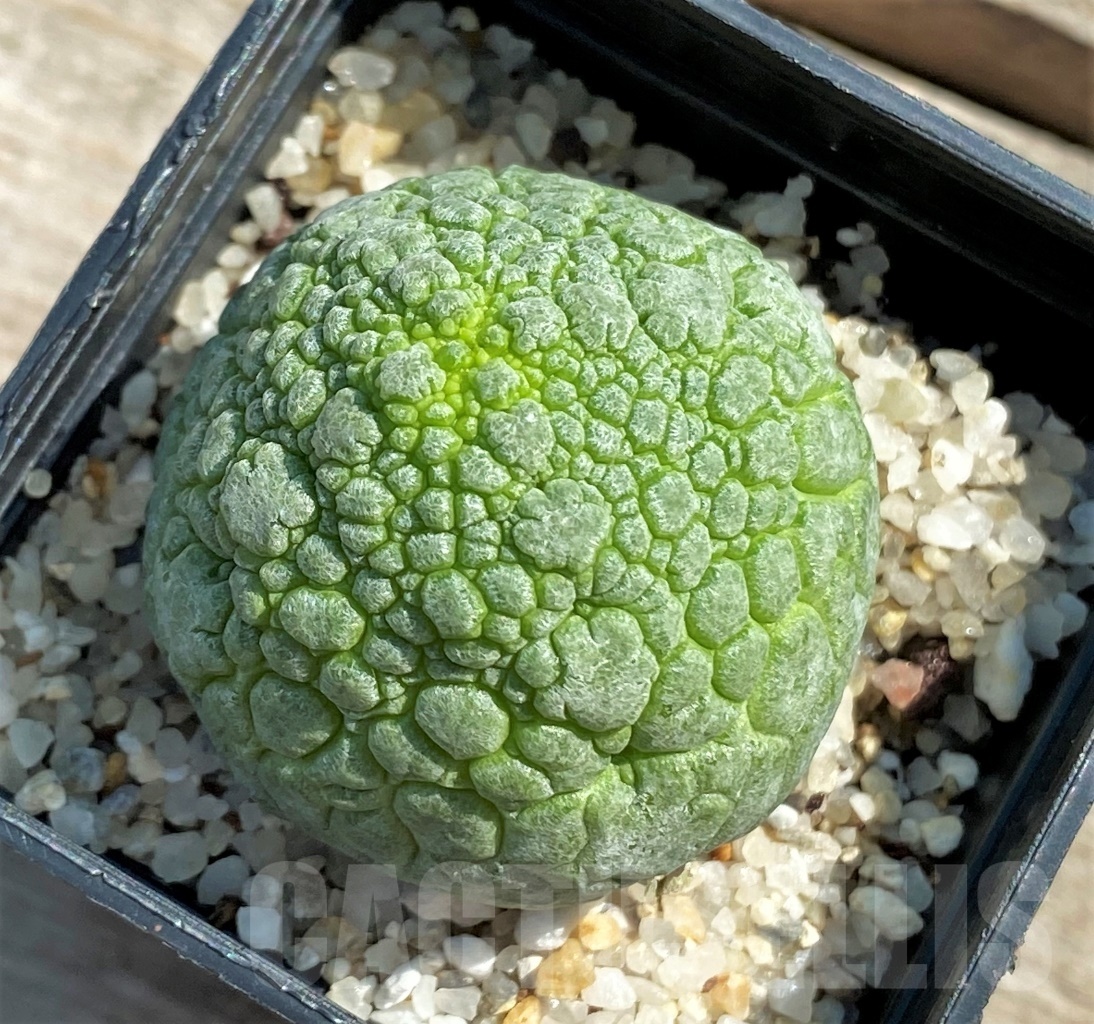 SHPR12621 Pseudolithos migiurtinus
