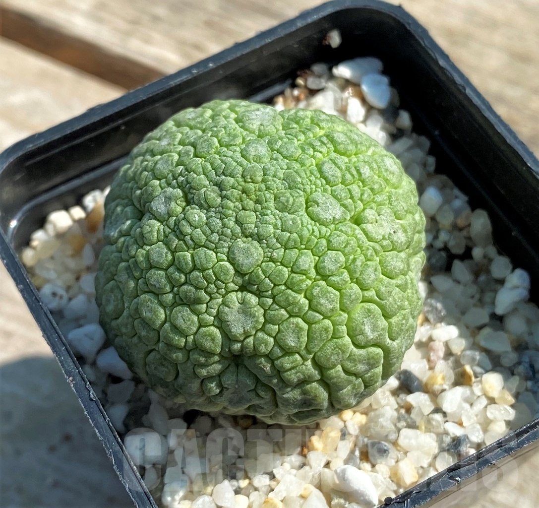 SHPR12622 Pseudolithos migiurtinus - 画像 (2)