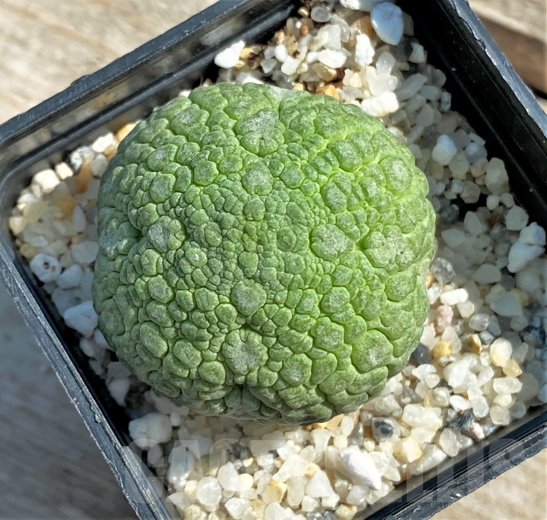 SHPR12622 Pseudolithos migiurtinus