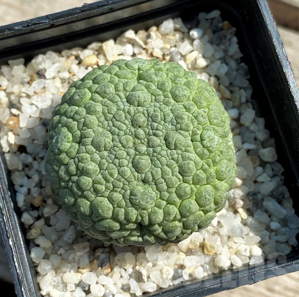 SHPR12623 Pseudolithos migiurtinus - immagine 2