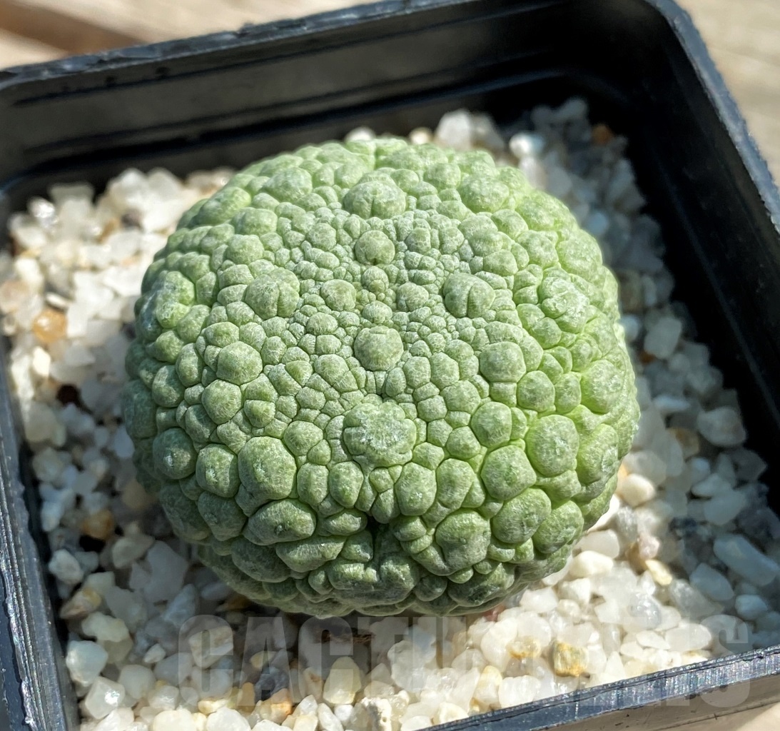 SHPR12623 Pseudolithos migiurtinus