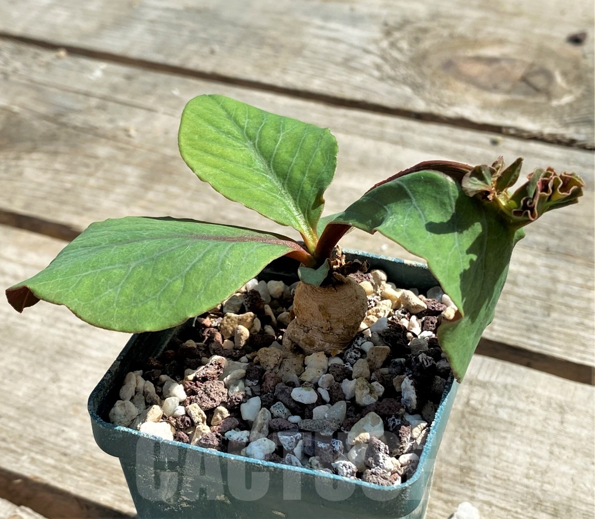 SHPR12627 Monadenium aff. orobanchoides -Ruvuma Prov, Tanzania- - Imagen 2