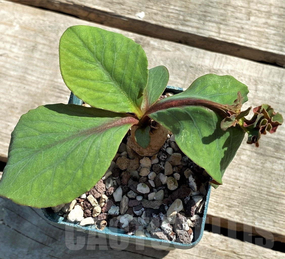 SHPR12627 Monadenium aff. orobanchoides -Ruvuma Prov, Tanzania-