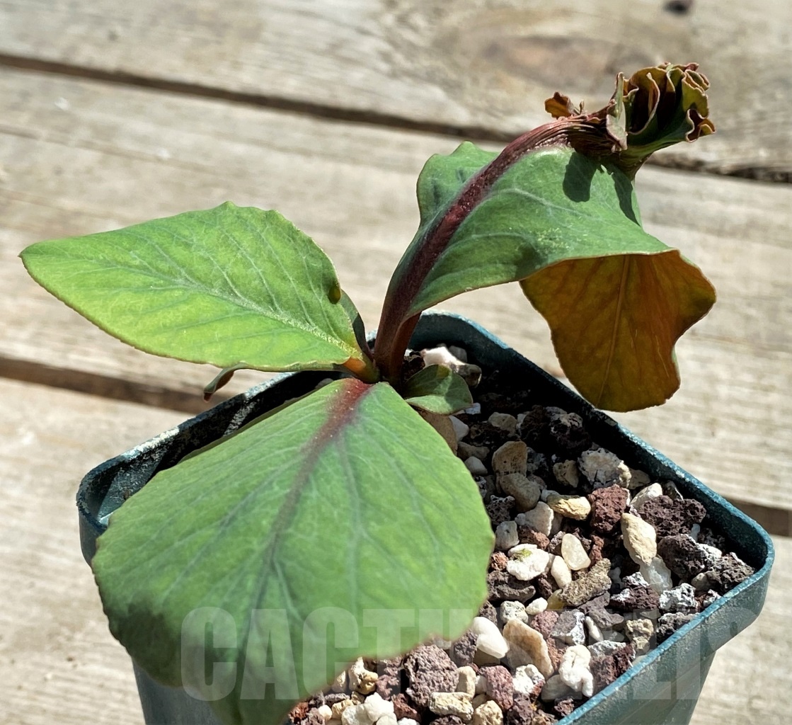SHPR12627 Monadenium aff. orobanchoides -Ruvuma Prov, Tanzania- - Imagen 3