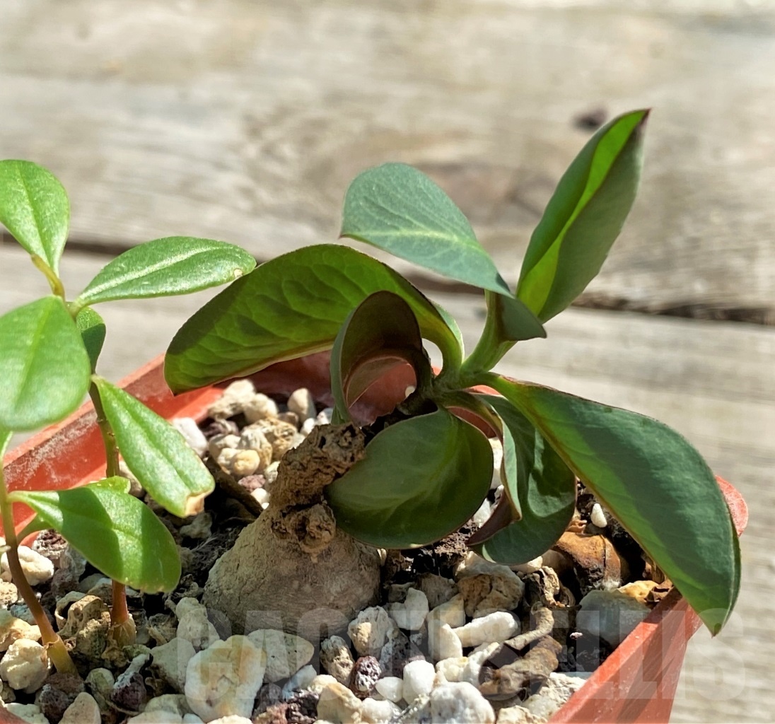 SHPR12629 Monadenium orobanchoides -W Mpanda-