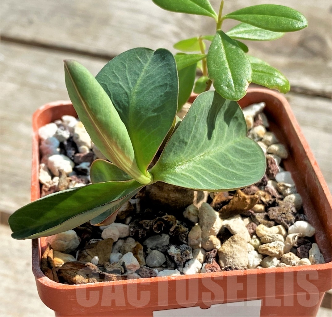 SHPR12629 Monadenium orobanchoides -W Mpanda- - 画像 (2)