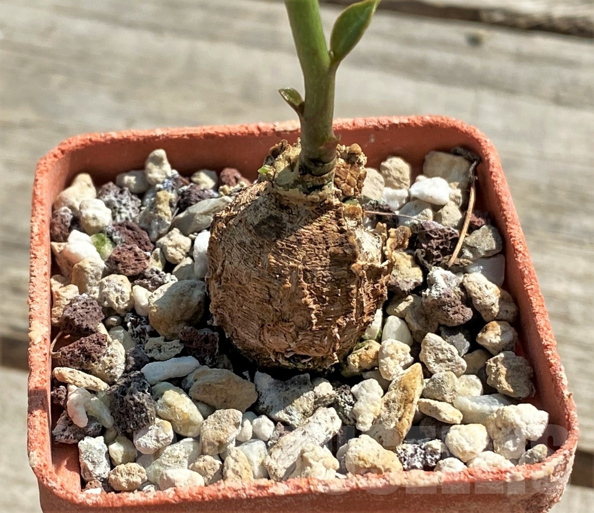 SHPR12630 Monadenium aff. fanshawe