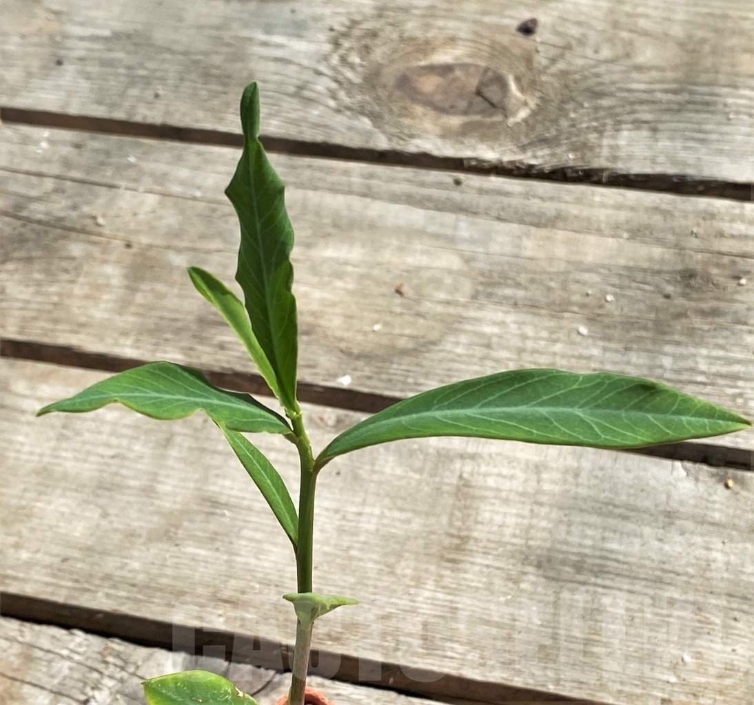 SHPR12630 Monadenium aff. fanshawe - immagine 2