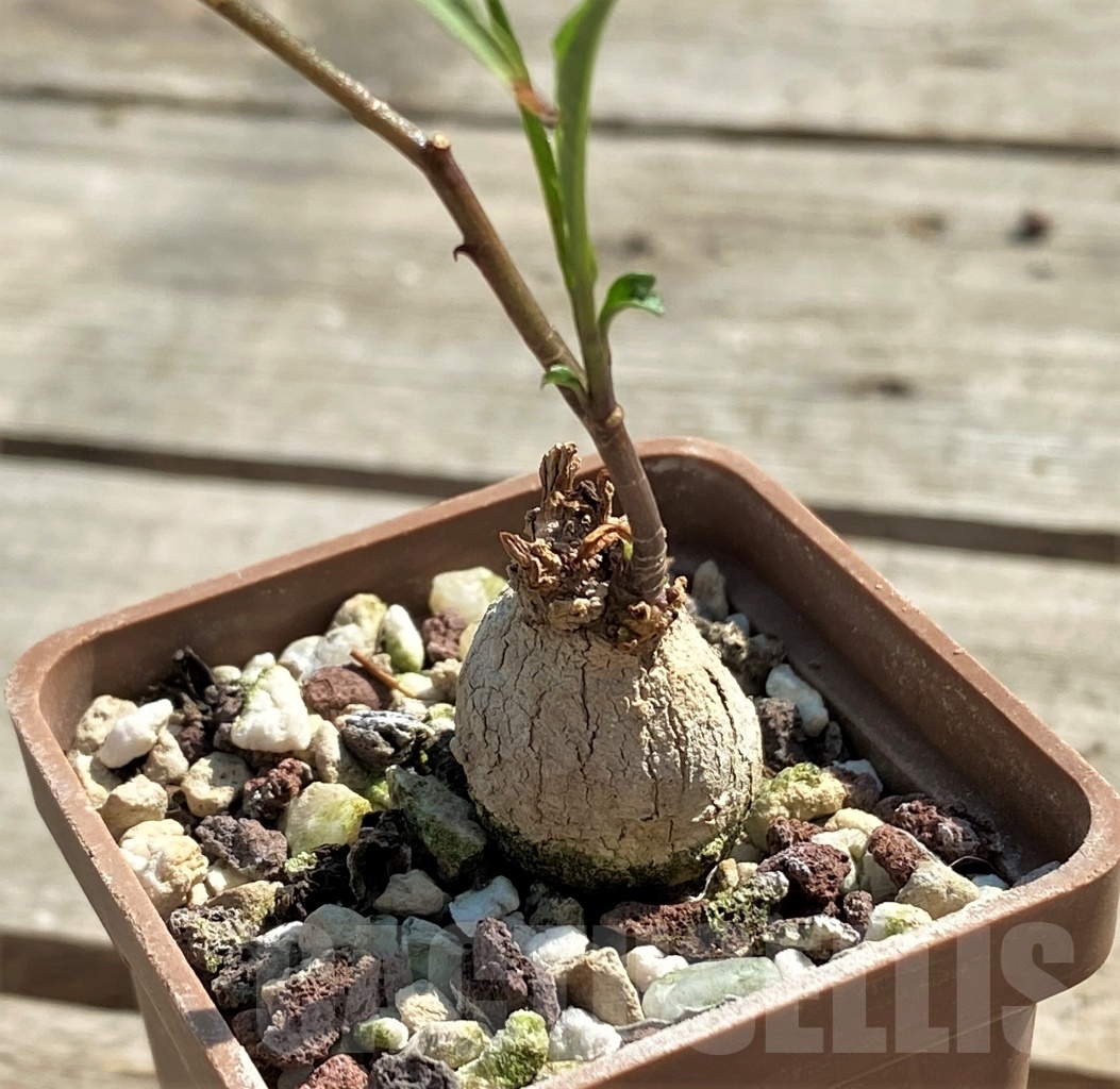 SHPR12633 Ipomoea lapathifolia ES 22526 -Tanzania- - Imagen 2