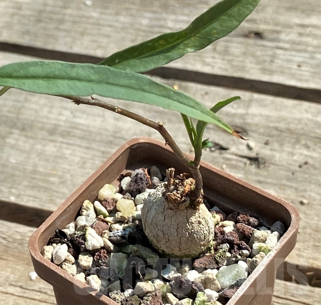 SHPR12633 Ipomoea lapathifolia ES 22526 -Tanzania-