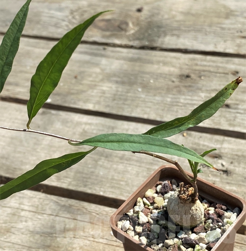 SHPR12633 Ipomoea lapathifolia ES 22526 -Tanzania- - Imagen 3