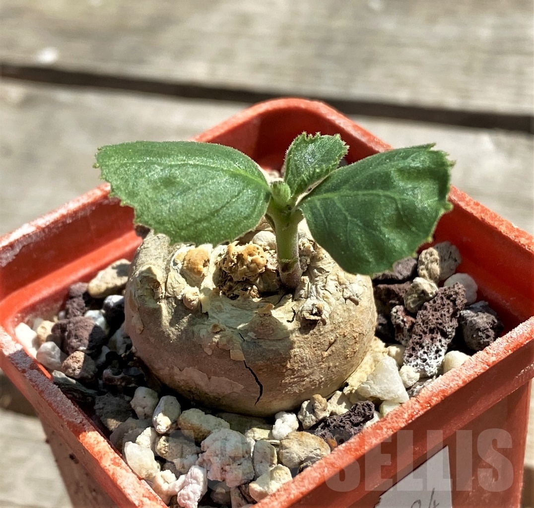 SHPR12634 Dorstenia sp. nova -Tanzania-
