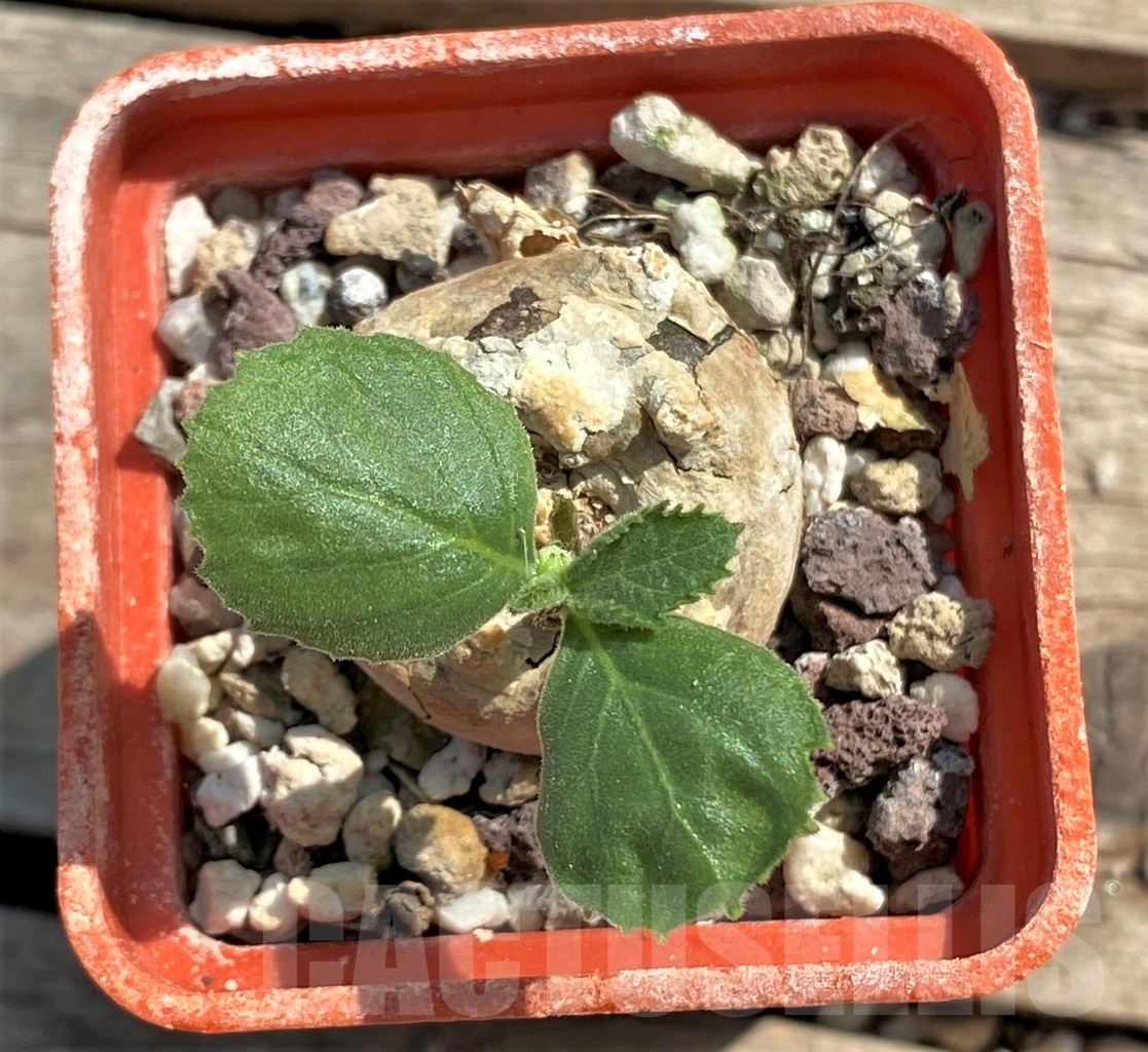 SHPR12634 Dorstenia sp. nova -Tanzania- - Image 2