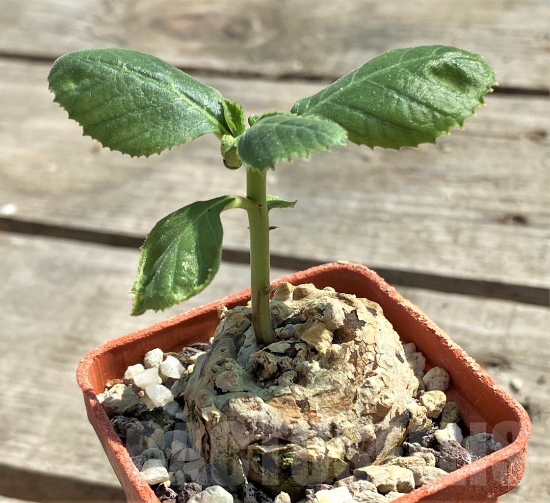 SHPR12635 Dorstenia sp. nova -Tanzania-