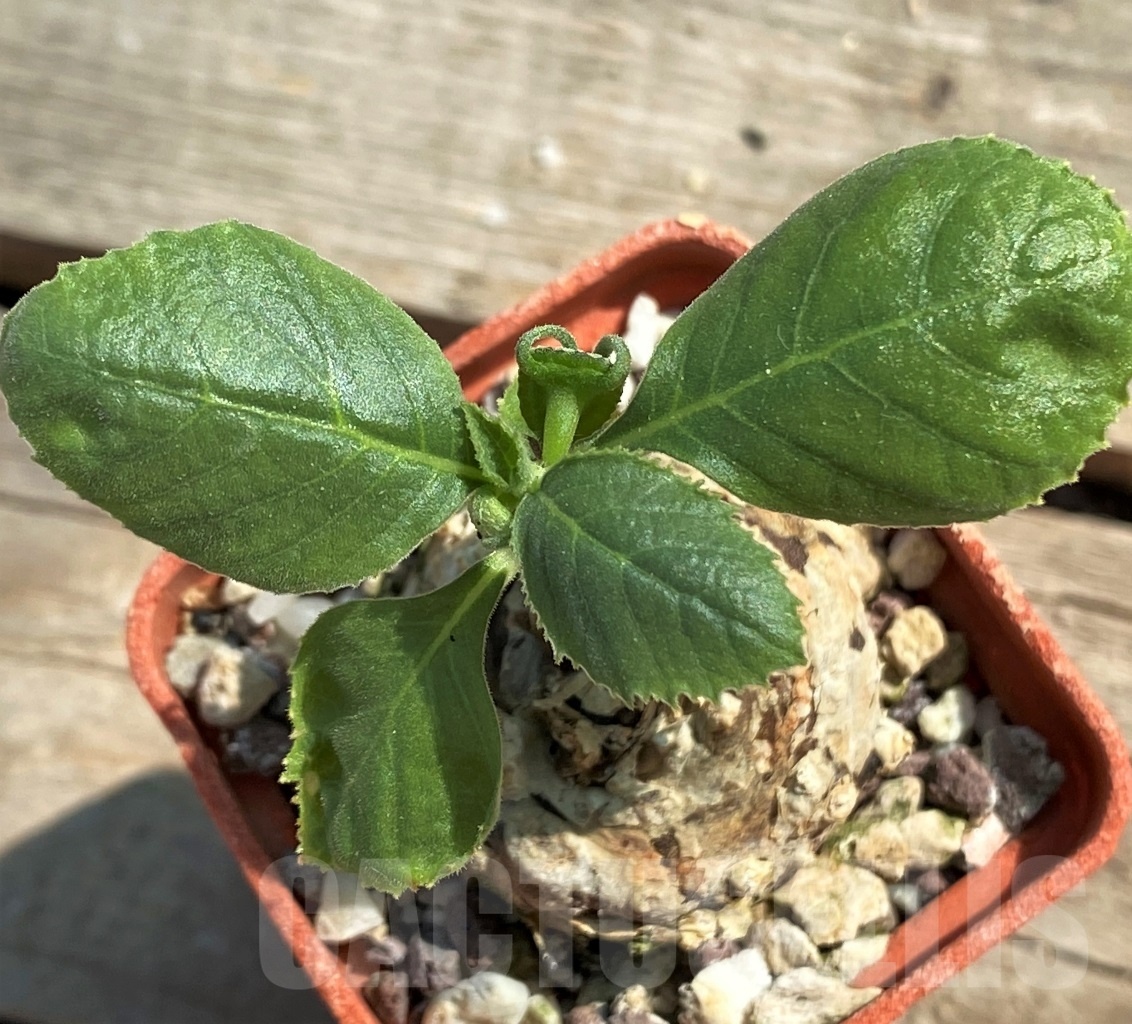 SHPR12635 Dorstenia sp. nova -Tanzania- - immagine 2