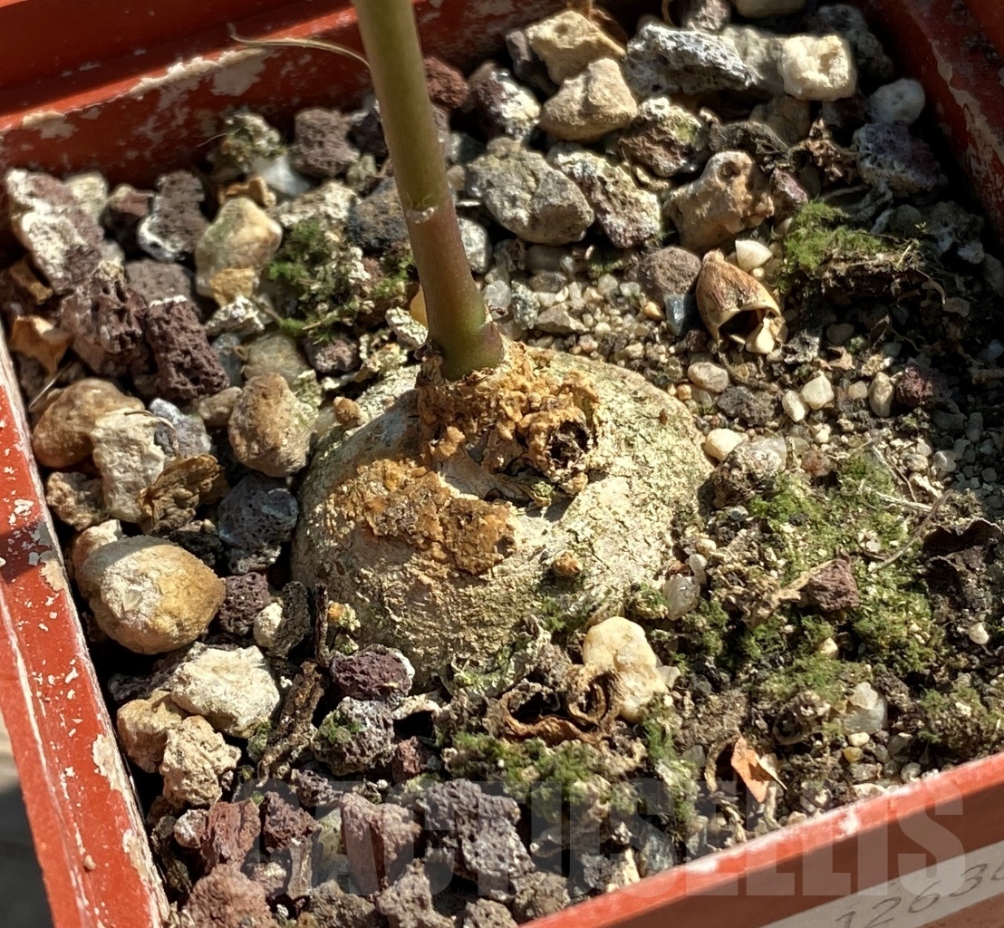 SHPR12636 Talinum sp. - Obrázek 2