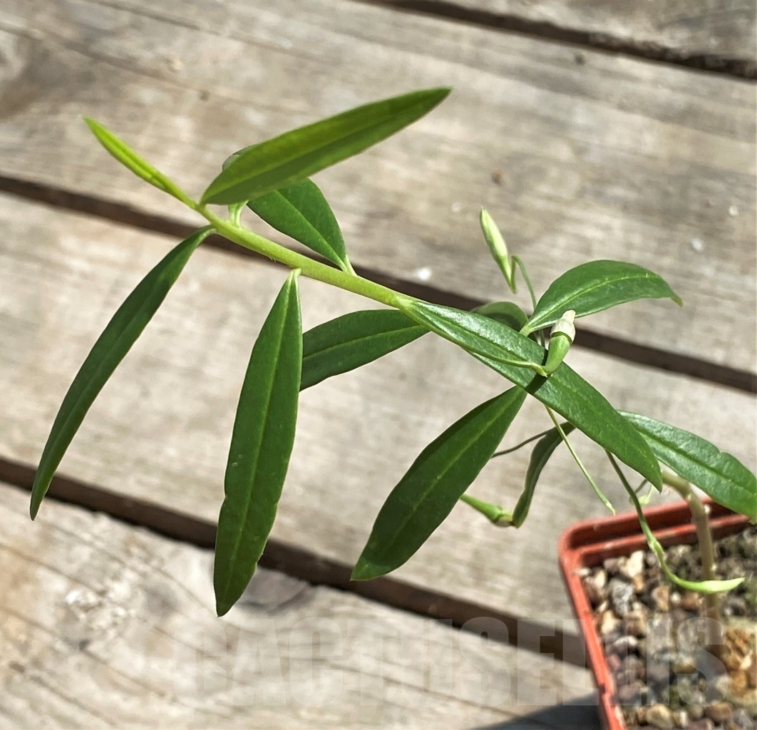 SHPR12636 Talinum sp.