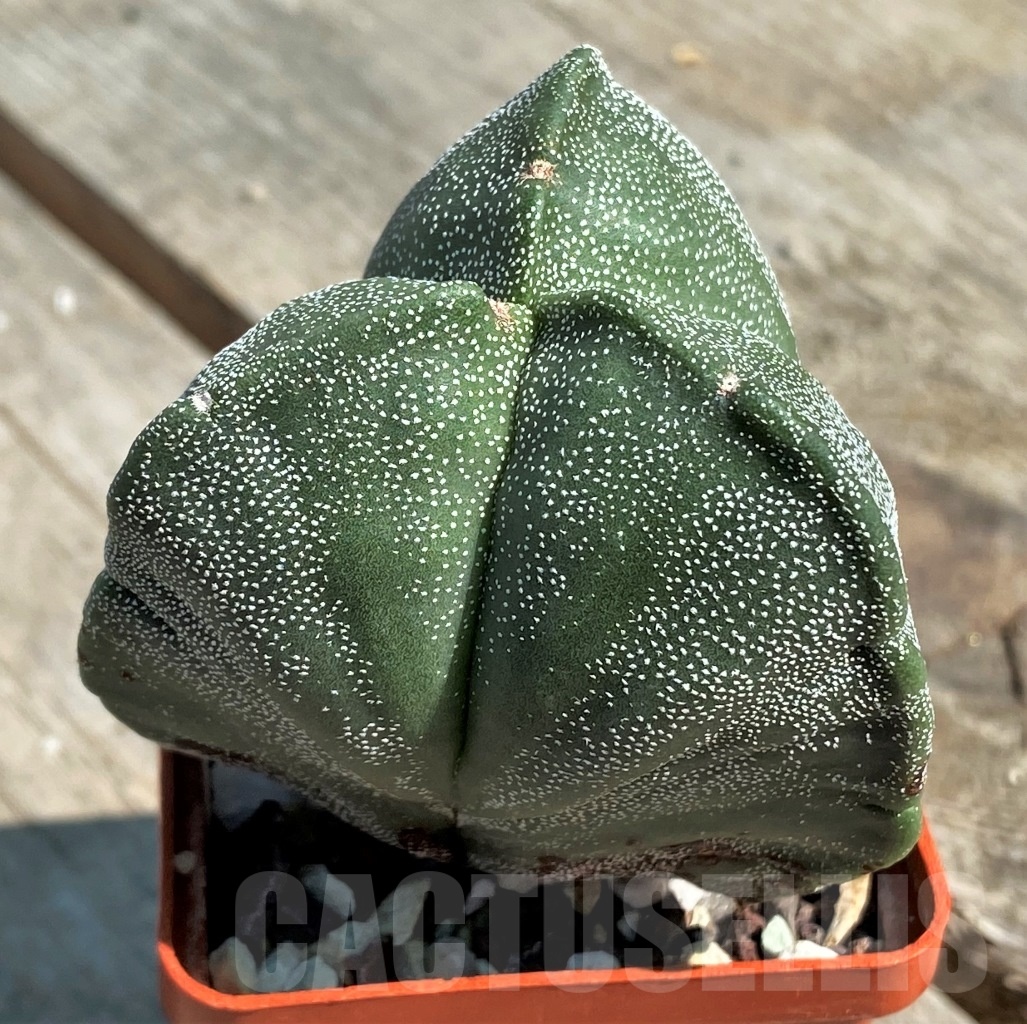 SHPR12639 Astrophytum myriostigma f. tricostatum - 画像 (3)