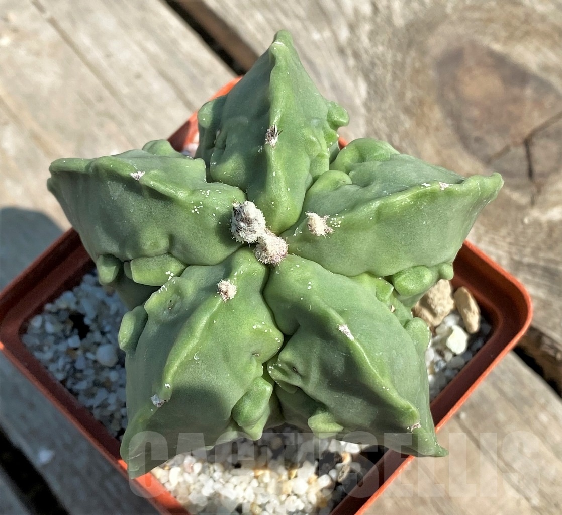 SHPR12640 Astrophytum myriostigma 'Fukuryu'