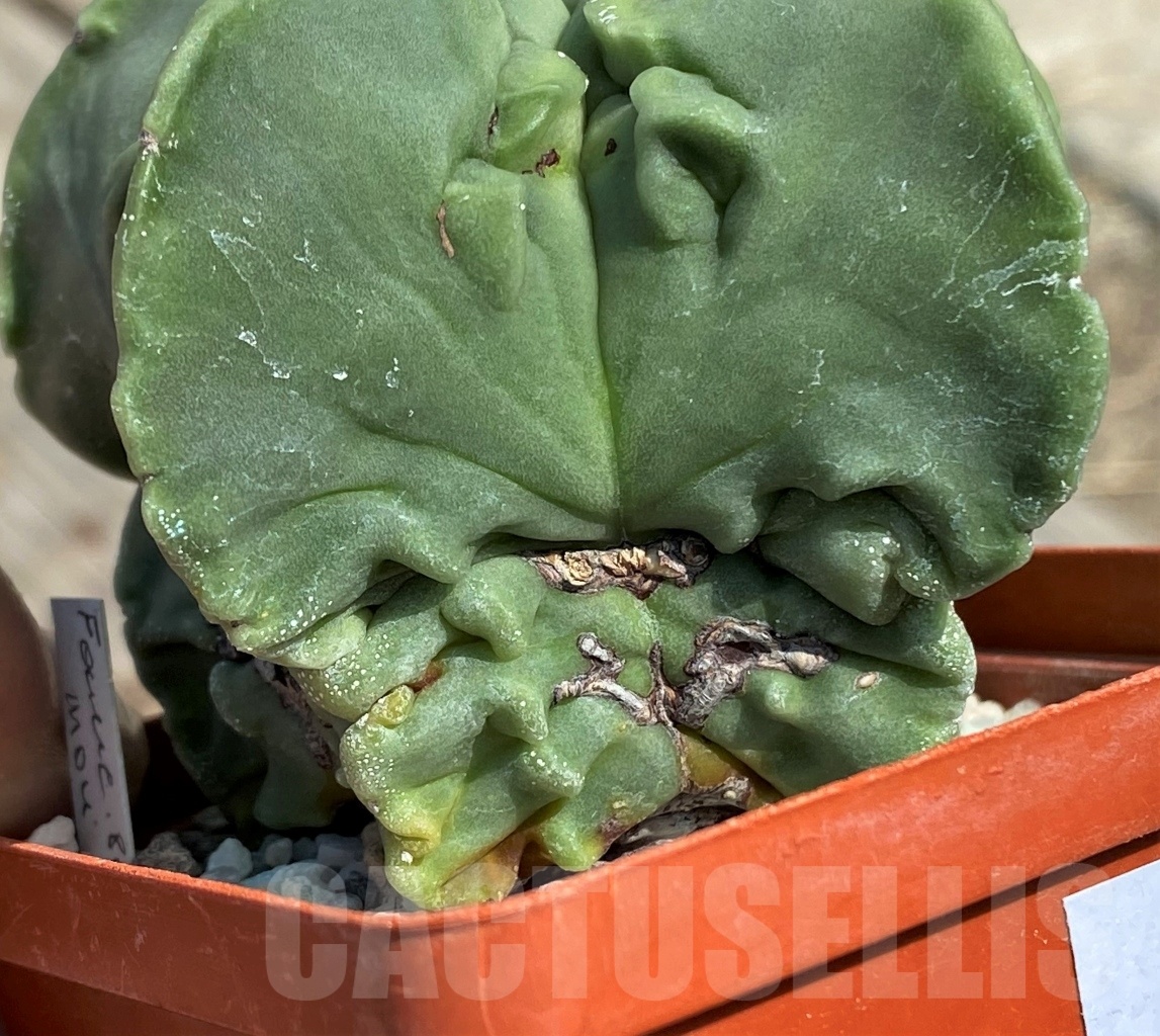 SHPR12640 Astrophytum myriostigma 'Fukuryu' - Image 3