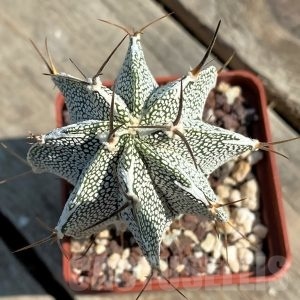 SHPR12642 Astrophytum myriostigma 'Onzuka' x 'Ornatum', grafted