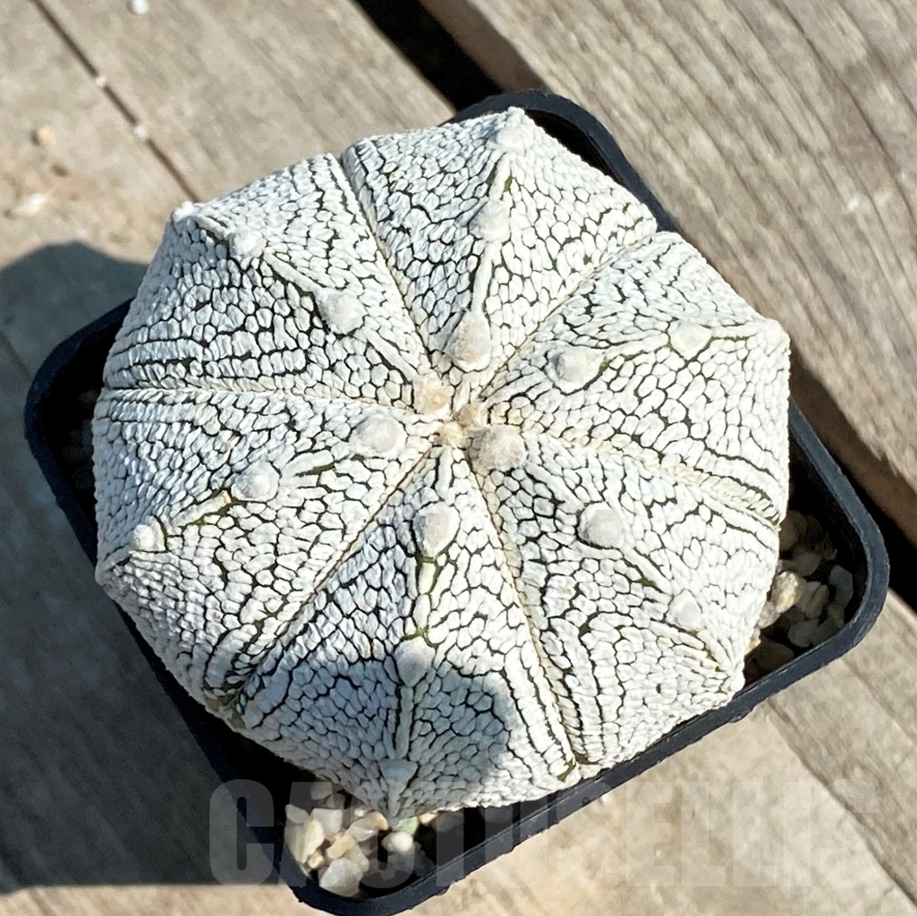 SHPR12643 Astrophytum myriostigma 'Onzuka' x asterias 'Super Kabuto'