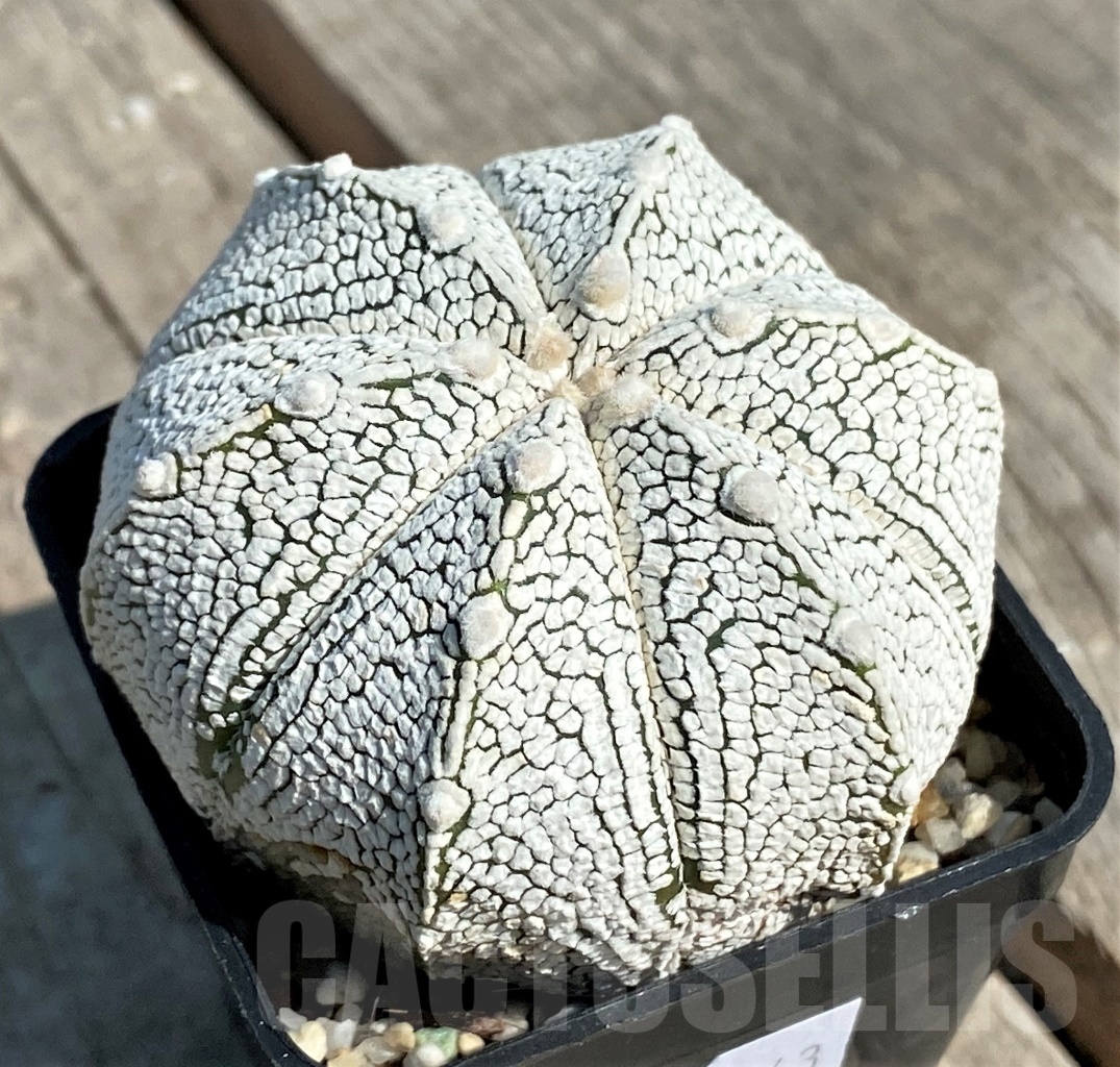 SHPR12643 Astrophytum myriostigma 'Onzuka' x asterias 'Super Kabuto' - Image 2