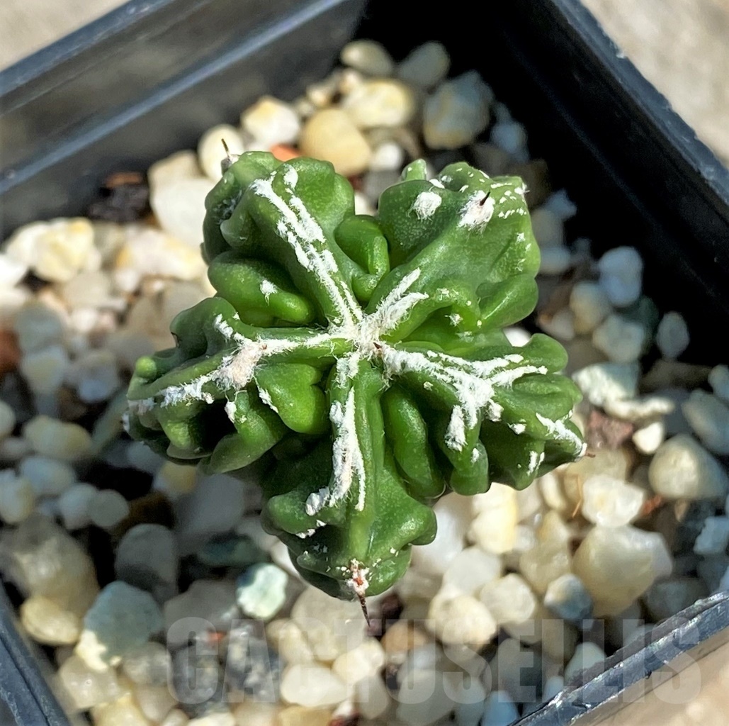 SHPR12645 Astrophytum myriostigma ‘Fukuryu’ f. nudum